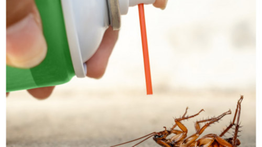 پاکسازی سوسک از خانه