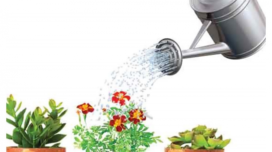 آبیاری فیتیله ای