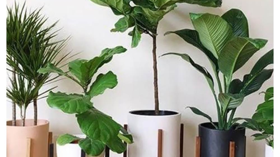 گیاهان آپارتمانی